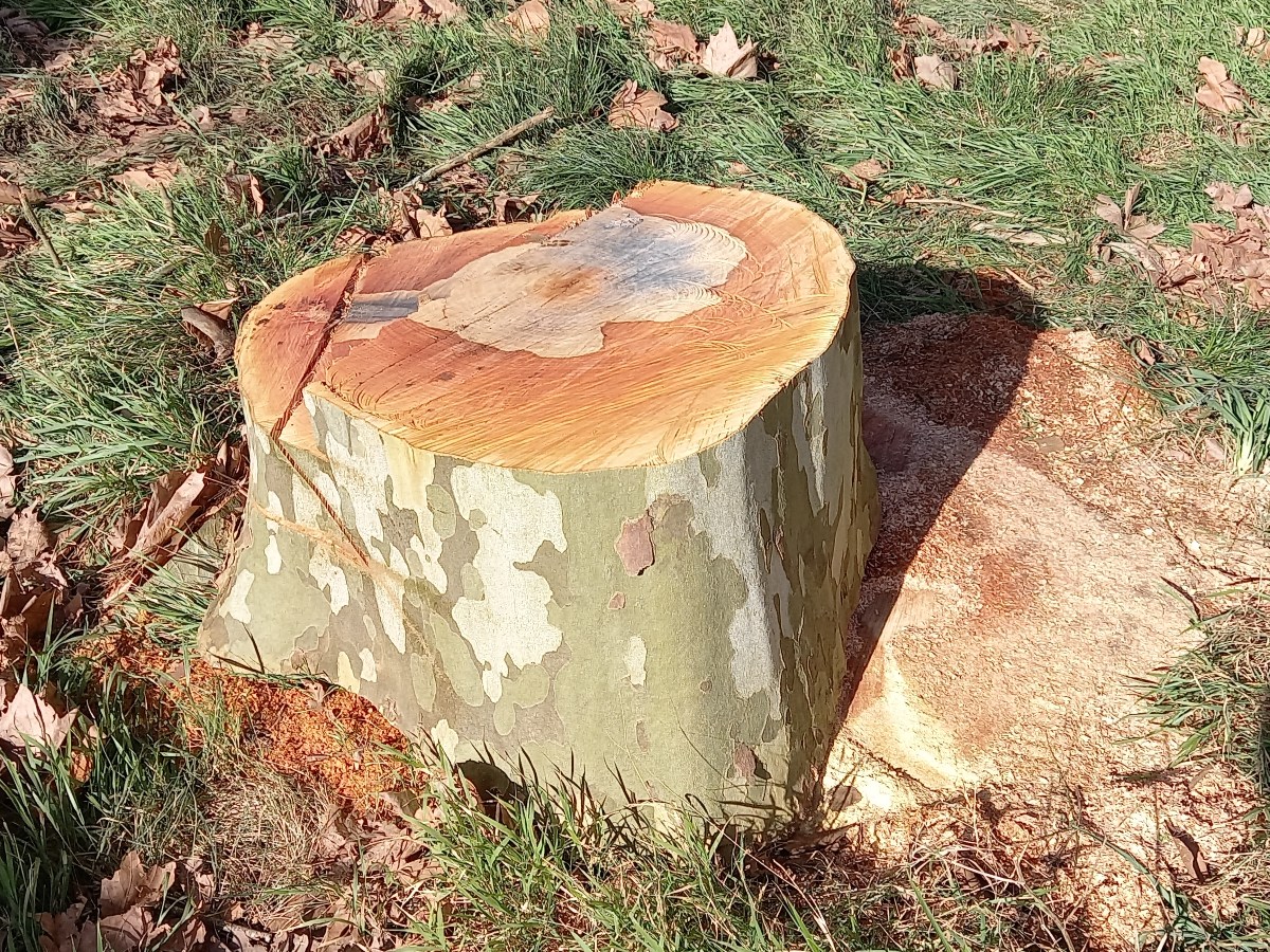 Please support our latest legal fight to save hundreds of&nbsp;trees