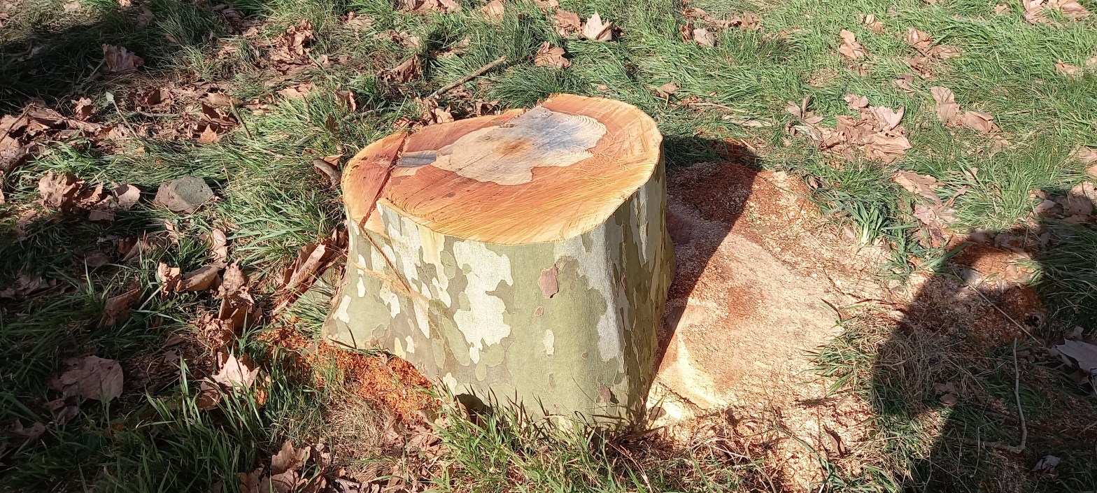 Support the legal battle to prevent Tupuna Maunga Authority felling hundreds of trees at Otahuhu Mt Richmond